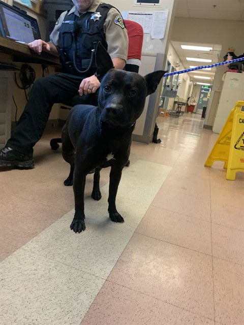 MADURO - Rat Terrier / Pit Bull Terrier available for adoption