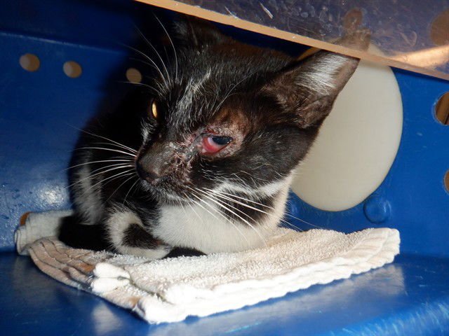 A1401701 - Domestic Short Hair available for adoption