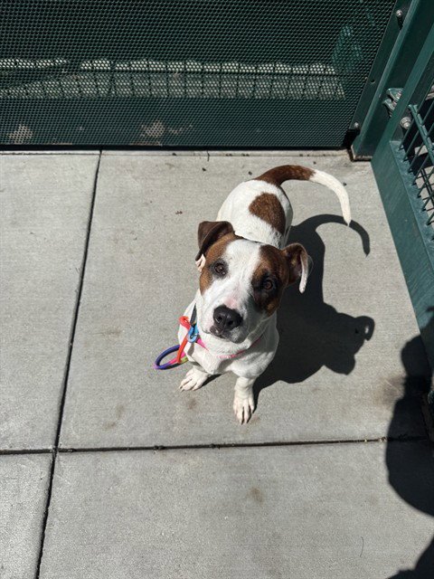 KOBE - Parson Russell Terrier available for adoption