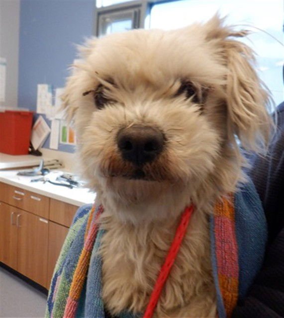 PEANUT BUTTER - Maltese available for adoption