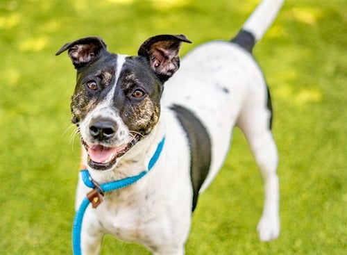 HIGHLAND - Rat Terrier available for adoption