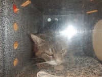 MEEMOW - Photo 1