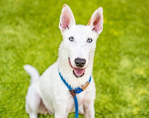 ASAMI - Bull Terrier available for adoption