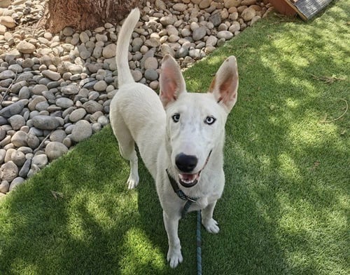 ASAMI - Bull Terrier available for adoption