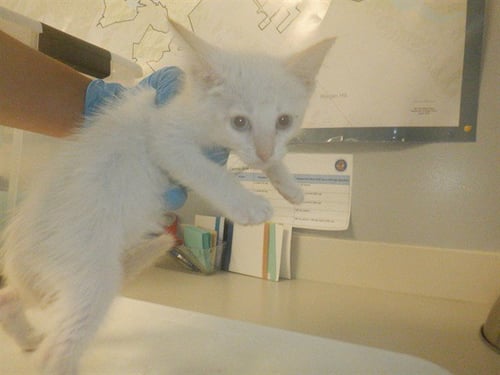 KIMBA - Domestic Short Hair available for adoption