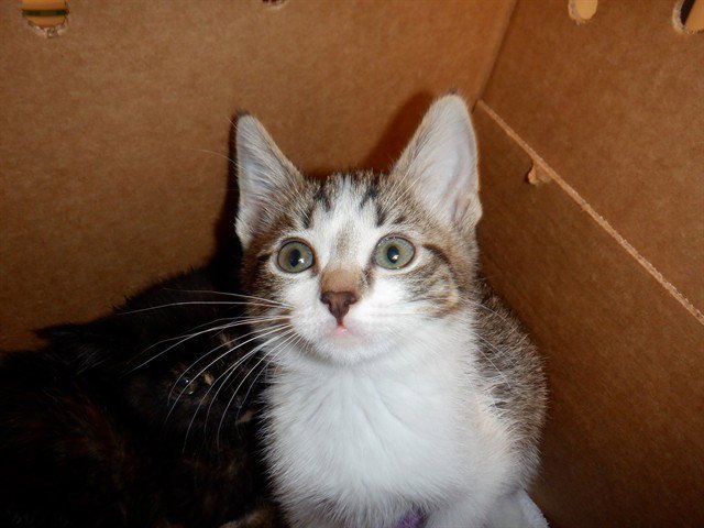 TOBY Image