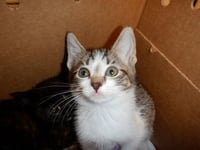 TOBY - Photo 1