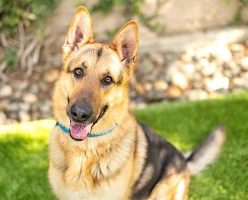 ROCKY - German Shepherd Dog available for adoption