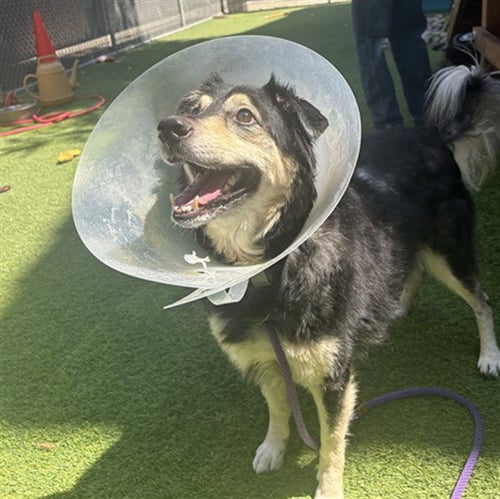 MAX - Bearded Collie available for adoption