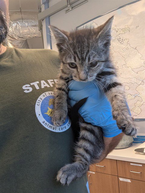 MITCH - Domestic Short Hair available for adoption