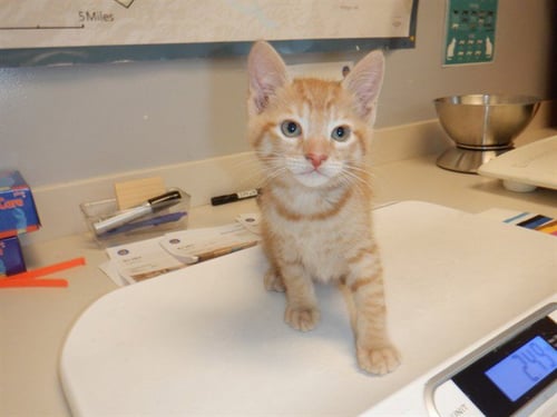 TOBY - Domestic Short Hair available for adoption
