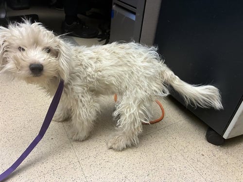 GELATO - Poodle (Miniature) available for adoption