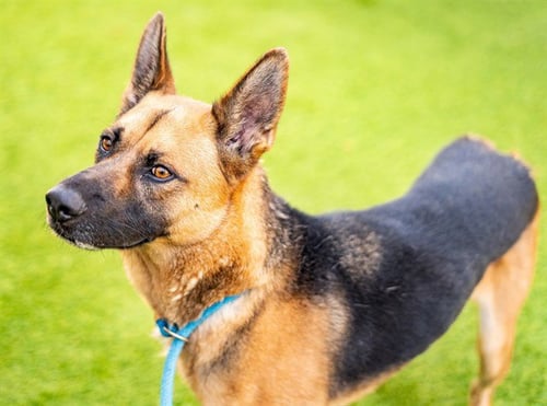 MOOSE - German Shepherd Dog available for adoption