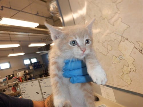 A1414996 - Domestic Short Hair available for adoption