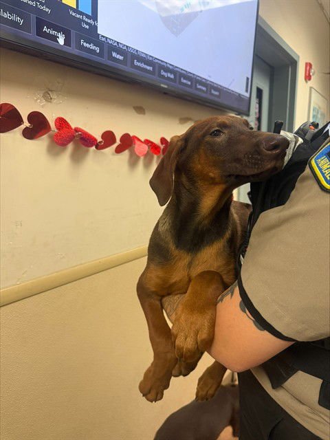 LOKI - Doberman Pinscher / German Shepherd Dog available for adoption