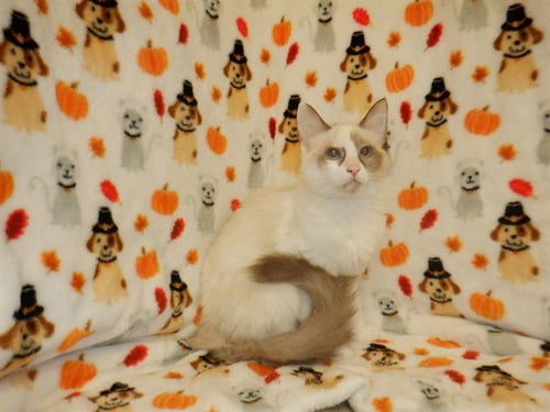 BUNNY - Domestic Medium Hair available for adoption