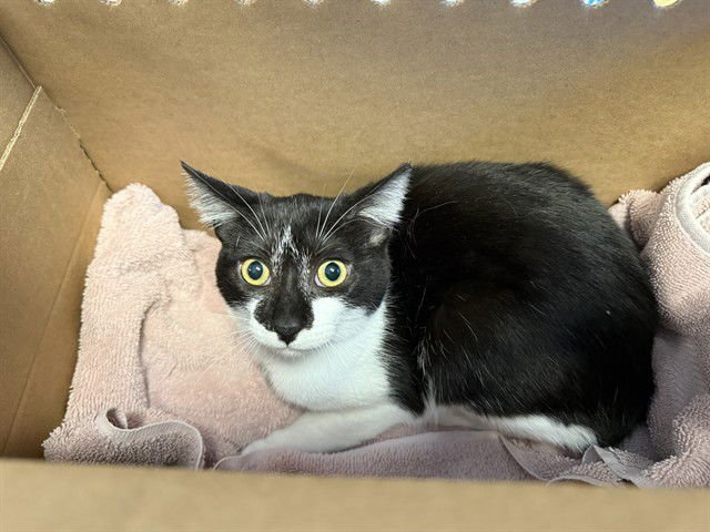 SASHA - Domestic Short Hair available for adoption