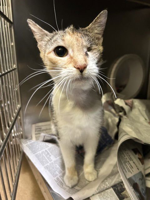 LAIA - Domestic Short Hair available for adoption