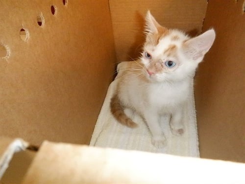 KAYCE - Domestic Short Hair available for adoption