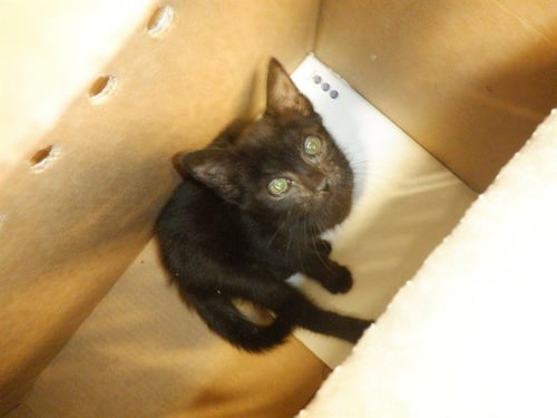 BOOGER - Domestic Short Hair available for adoption