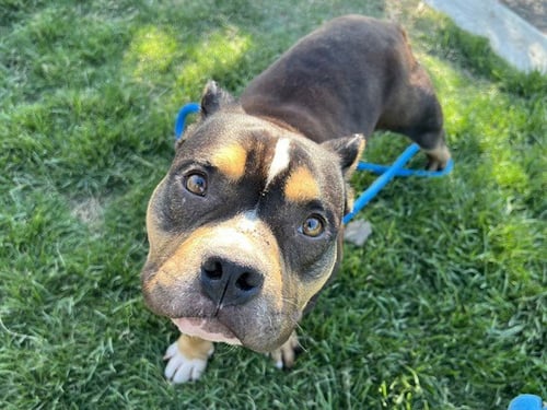 KNOX - Bulldog available for adoption
