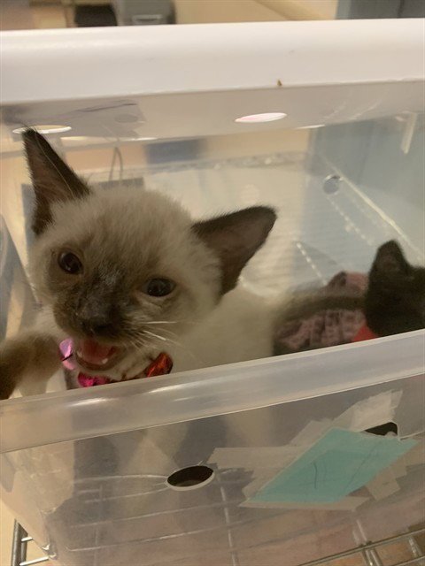 SPARKY - Domestic Short Hair available for adoption