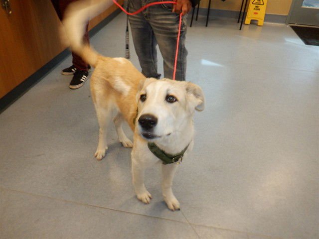 CAVENDISH - Great Pyrenees available for adoption