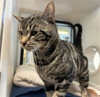 MEOWCIFER - Photo 1