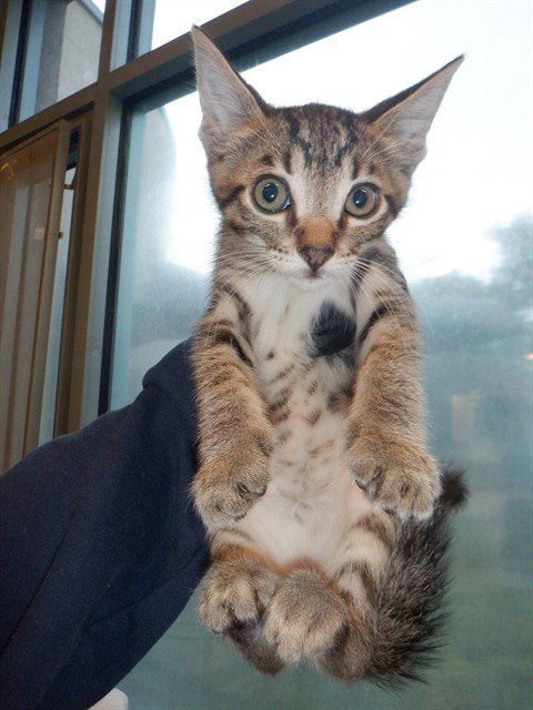 PICKLES - Domestic Short Hair available for adoption