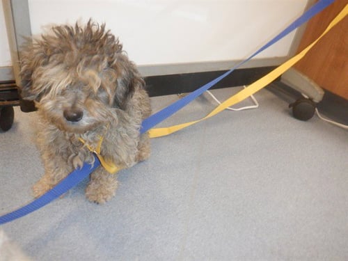 TOBI - Poodle (Miniature) available for adoption