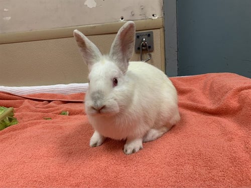 AHSOKA - Shorthaired Rabbit available for adoption