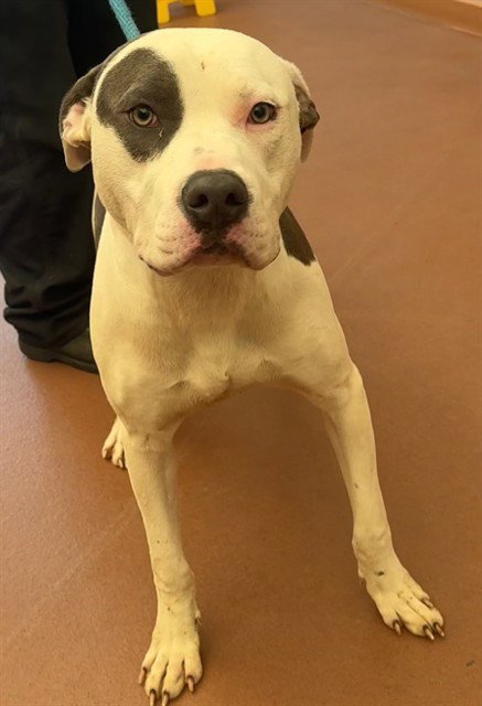 BATON - Pit Bull Terrier available for adoption