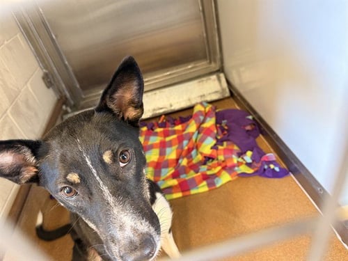 JANAI - Border Collie available for adoption