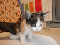 BUTTER SCOTCH - Photo 1