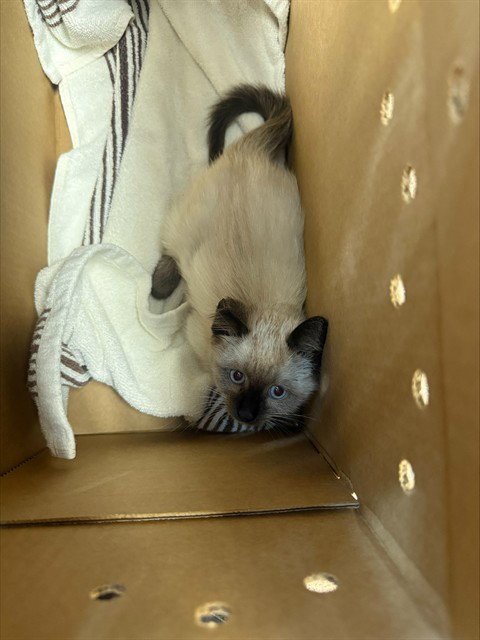 A1414353 - Domestic Short Hair available for adoption