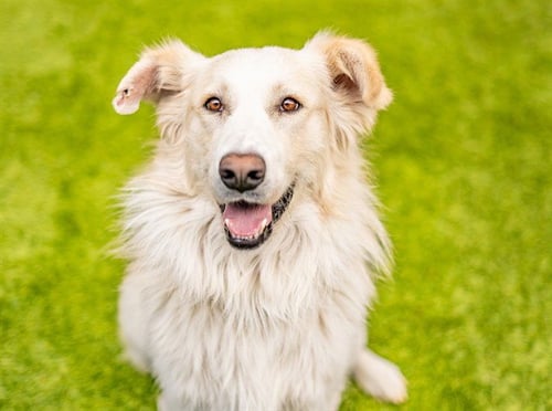 CADET - Border Collie available for adoption