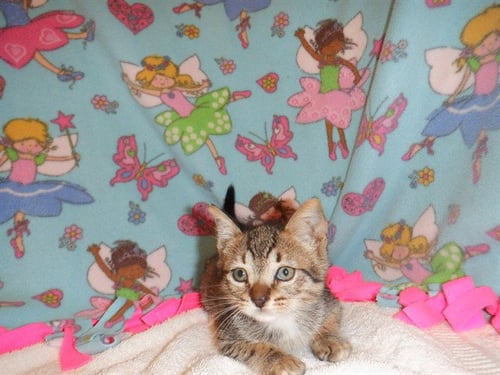 PECAN - Domestic Short Hair available for adoption