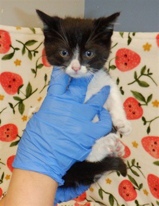 MOONPIE - Domestic Short Hair available for adoption