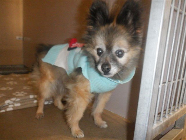 OREO - Papillon available for adoption