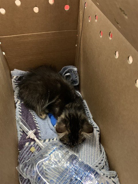 REESE - Domestic Short Hair available for adoption