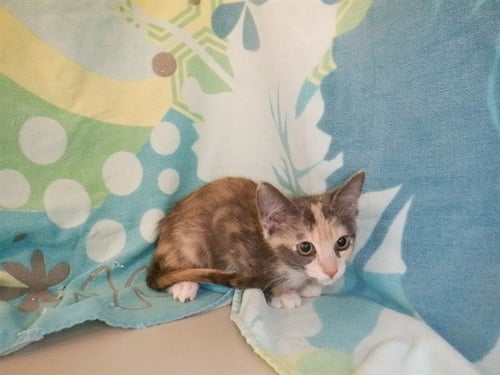 CLAM - Domestic Short Hair available for adoption