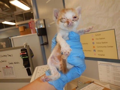 TAMALE - Domestic Short Hair available for adoption