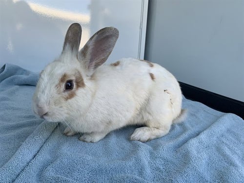 RICKENBOCKER - Shorthaired Rabbit available for adoption