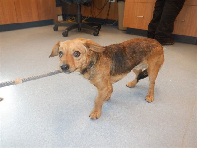 A1401919 - Chihuahua available for adoption