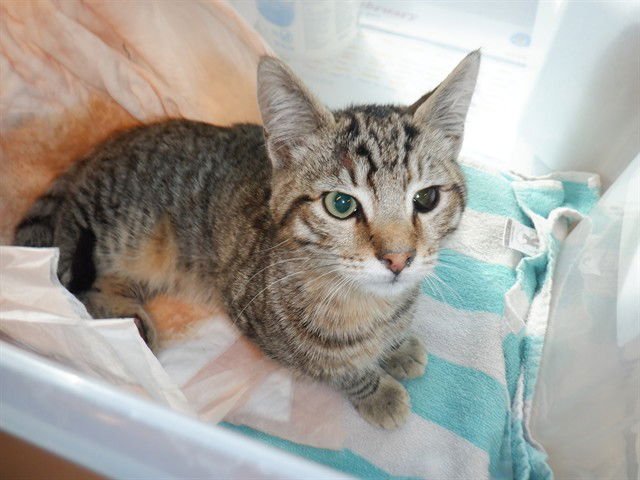 BISCUIT - Domestic Short Hair available for adoption