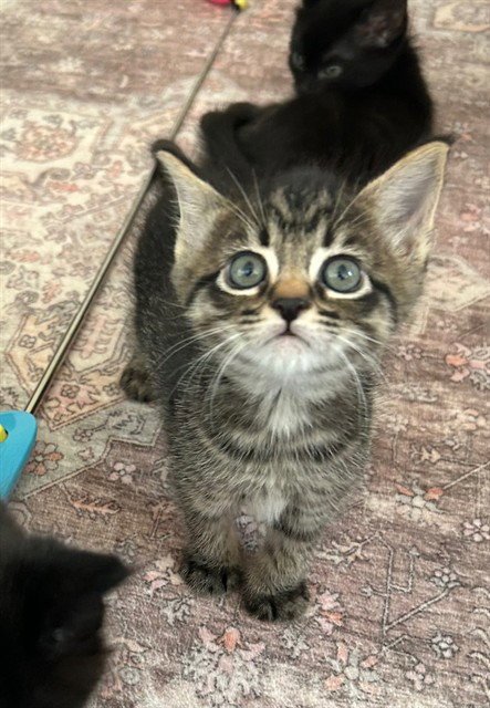 IKE - Domestic Short Hair available for adoption