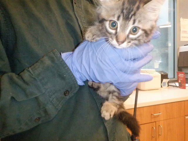 LAA-LAA - Domestic Short Hair available for adoption