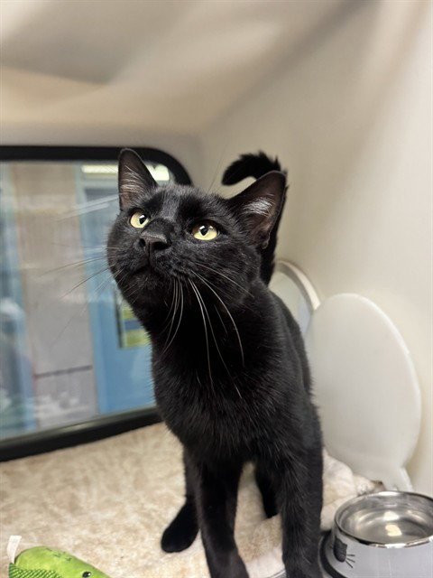 LALO - Domestic Short Hair available for adoption