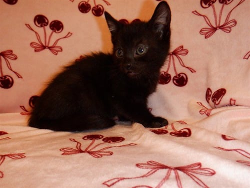 PETER - Domestic Short Hair available for adoption