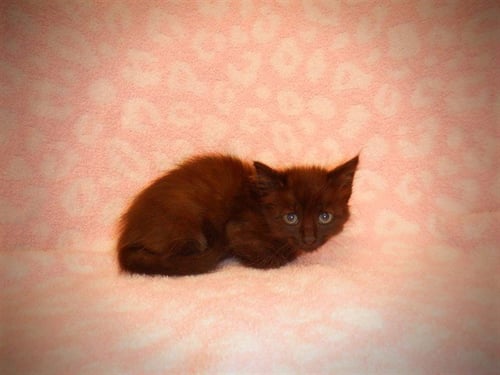 A1411871 - Domestic Short Hair available for adoption